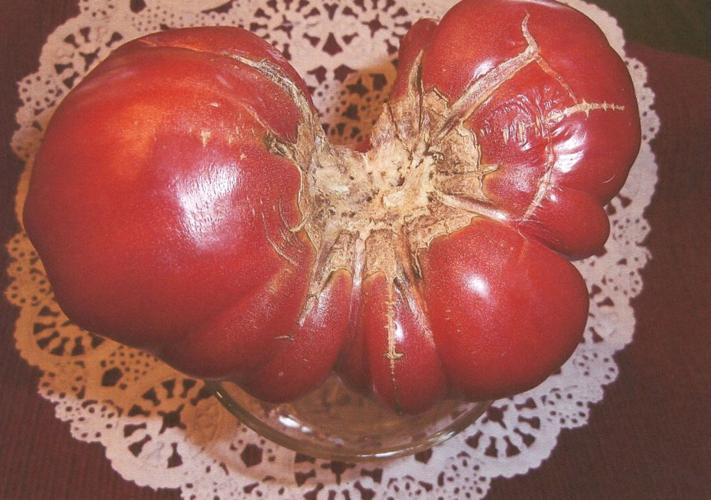 Ugly Tomato Contest Slideshows