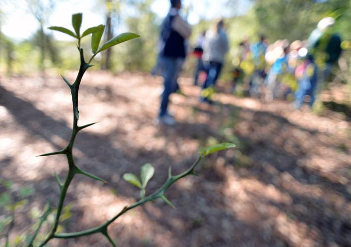 DeArmanville Elementary Field Trip Slideshows