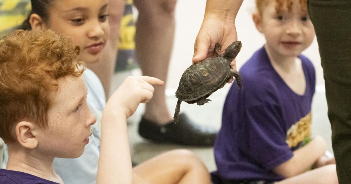 Photo Gallery: Munford Library hosts Mrs. Magoo's Reptile Zoo