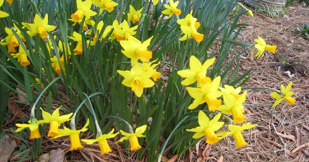 Get gain of planting time just before winter winds down | Dwelling & Back garden Get gain of planting time just before winter winds down | Dwelling & Back garden