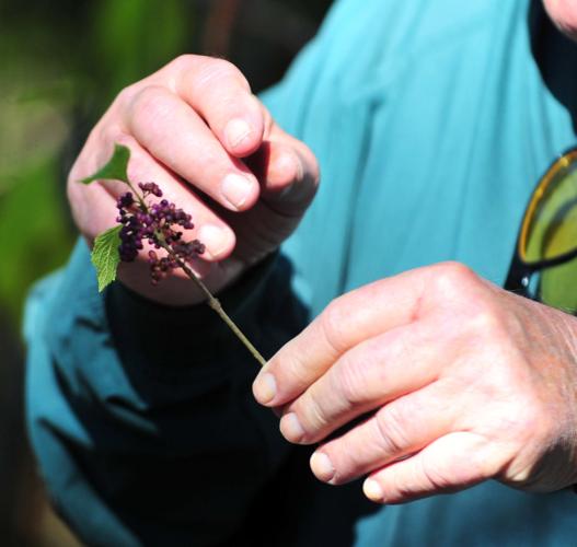 DeArmanville Elementary Field Trip Slideshows