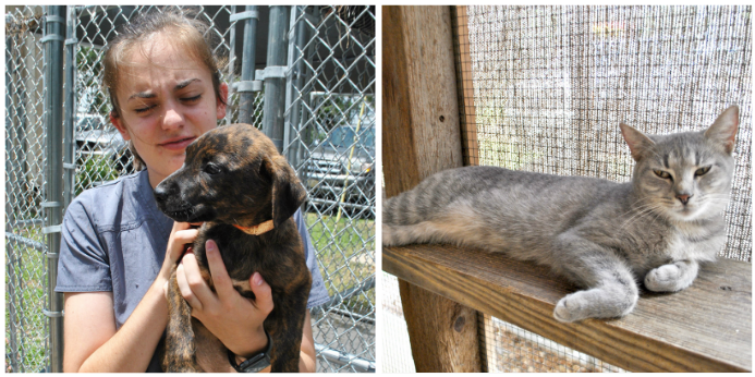 Pell City Animal Shelter Offering Cut Rate Adoptions Through Tuesday The St Clair Times Annistonstar Com