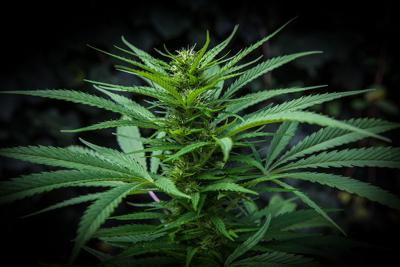 Phillip Tutor: Legal weed and good people in the U.S.