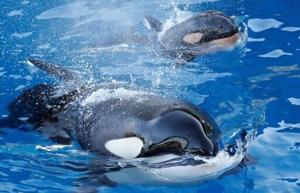 France struggles to find new home for two orcas after park closes
