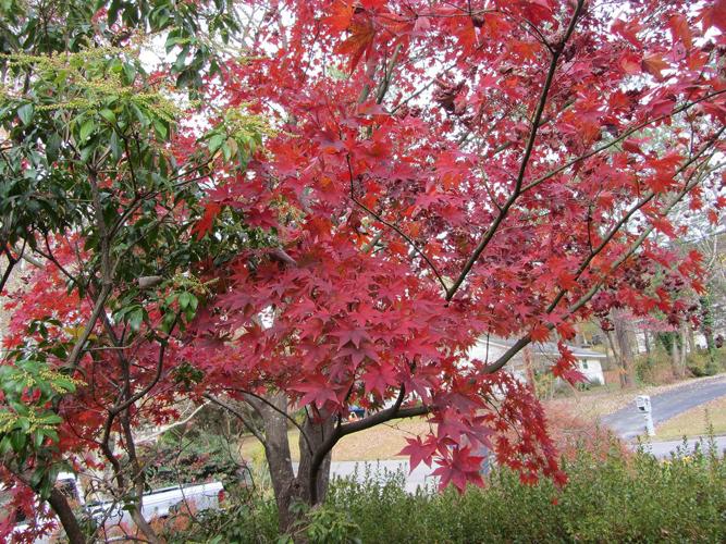 Fall — not spring — is the best time to plant trees and shrubs Home
