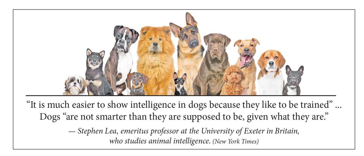 Dogs Are Smarter Than Cats Right Bumper Sticker Annistonstar Com