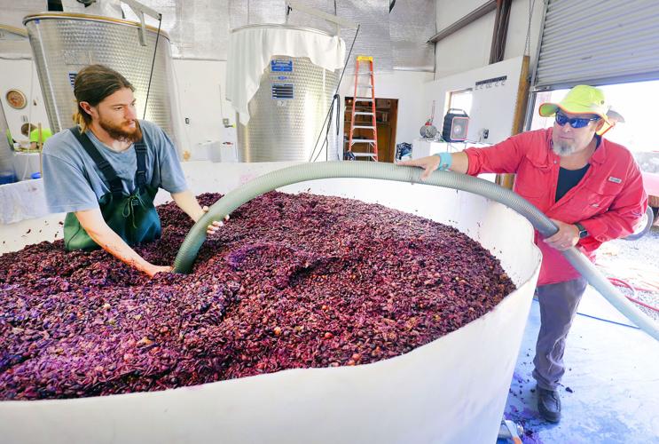 PHOTOS How Fruithurst Winery Co. makes muscadine wine Features