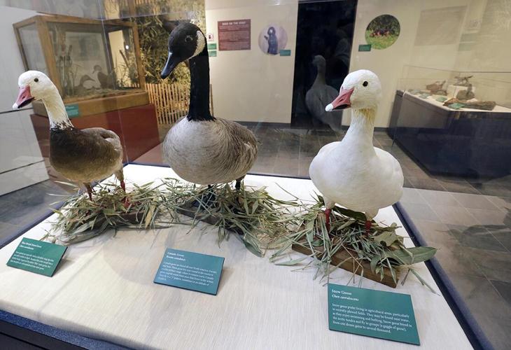 Photos Ducks, Dogs and Decoys News