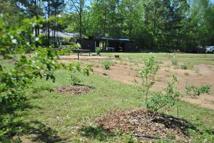 Pell City Community Garden has veggies, needs volunteers News