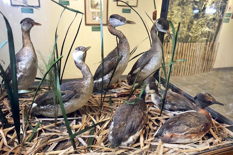 Photos Ducks, Dogs and Decoys News