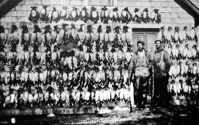 Photos Ducks, Dogs and Decoys News