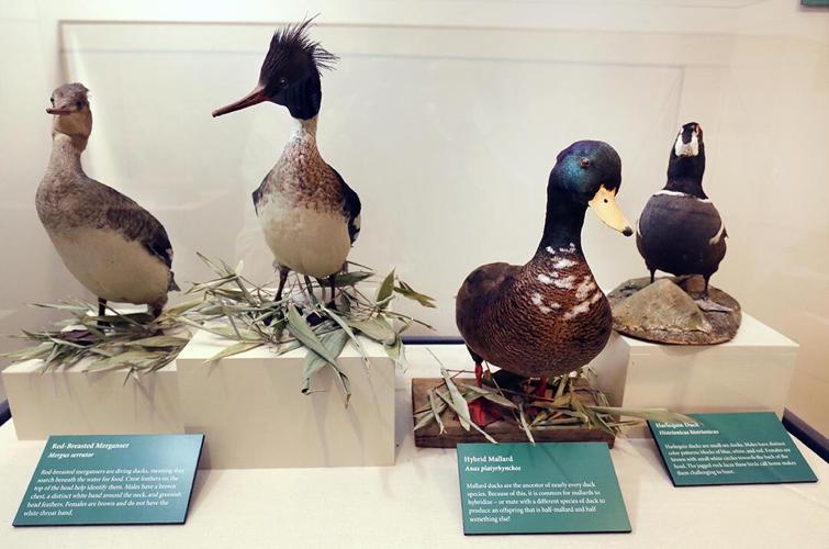 Photos Ducks, Dogs and Decoys News