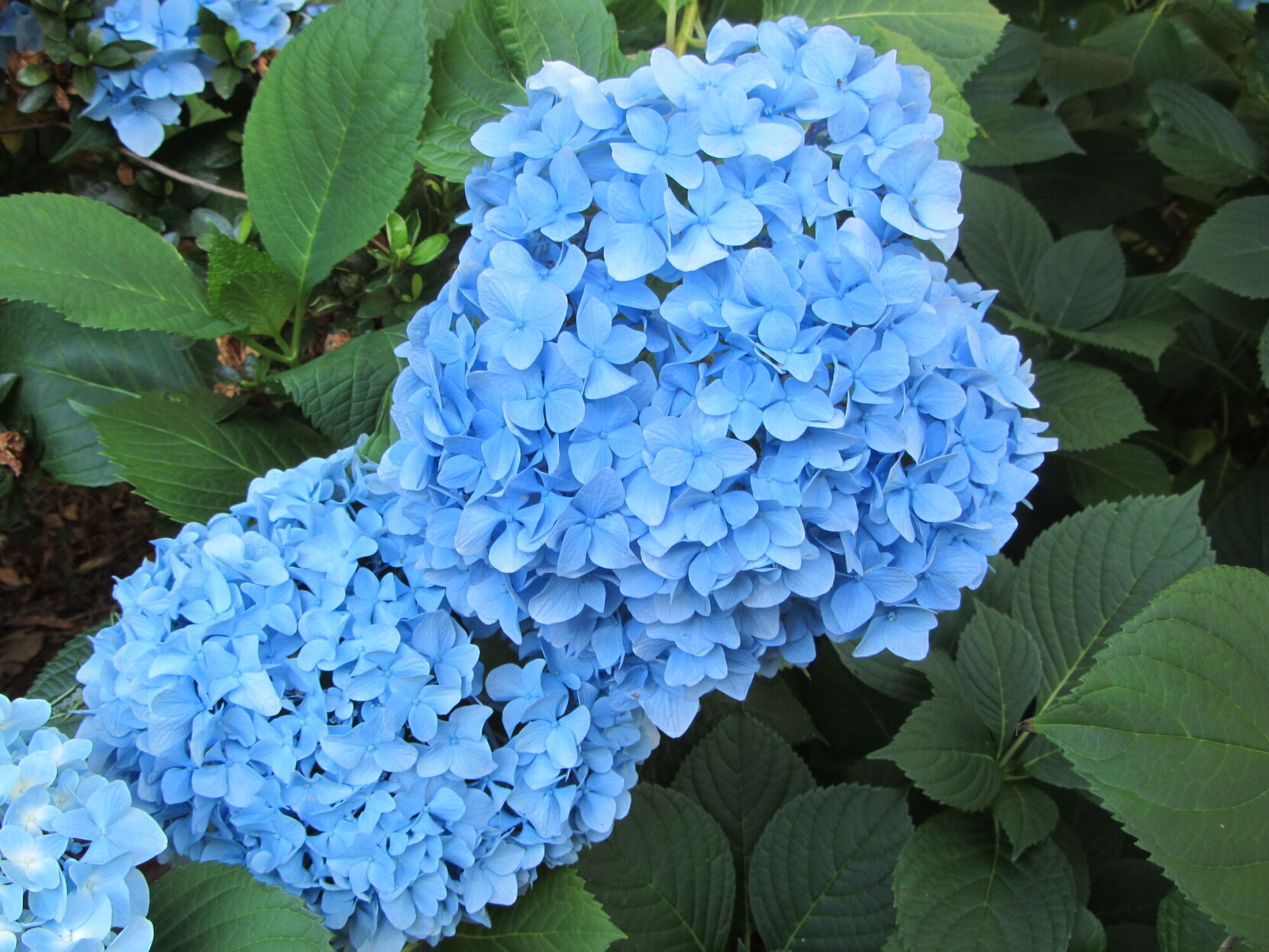 Image of Hortensia annabelle blue flower