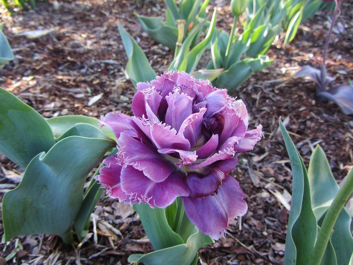 Delight Bulbs Like Magic A Bulb Planted In The Winter Turns Into