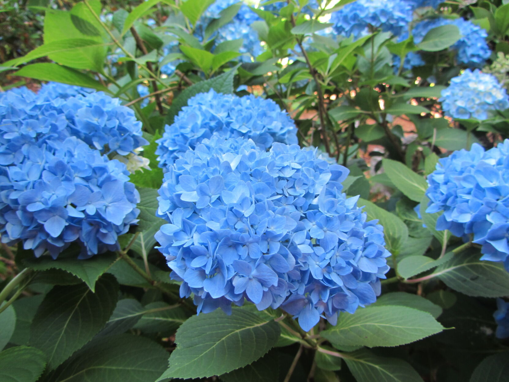 Image of Single blue Invincibelle Spirit Hydrangea flower
