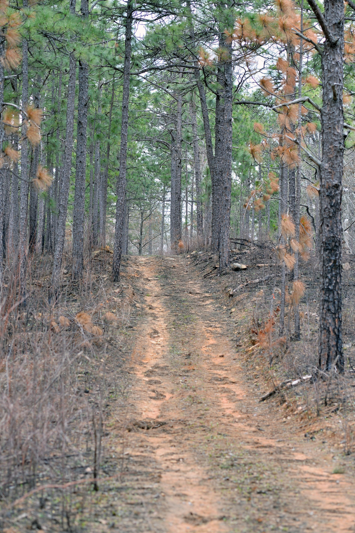 Sights Along The Proposed Heflin Spur Of The Pinhoti Trail | Slideshows ...