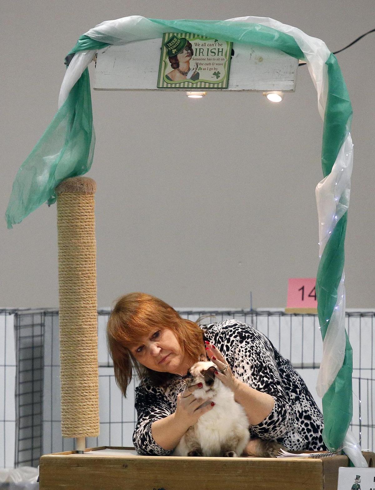 Anniston Meeting Center Hosts Cat Show News Annistonstar Com