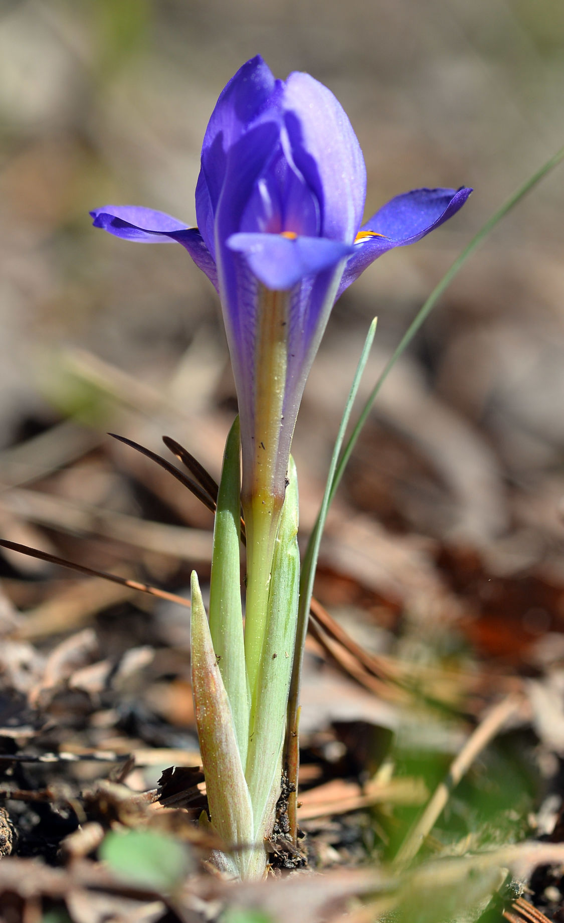 Sights Along The Proposed Heflin Spur Of The Pinhoti Trail | Slideshows ...