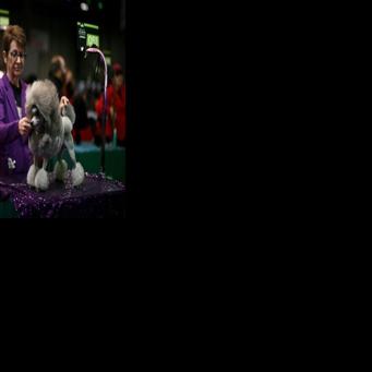 Grooming makes Crufts debut as UK dog show widens offer
