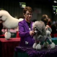 Grooming makes Crufts debut as UK dog show widens offer