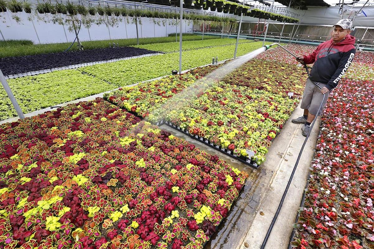 Photos Greenway Plants in White Plains News