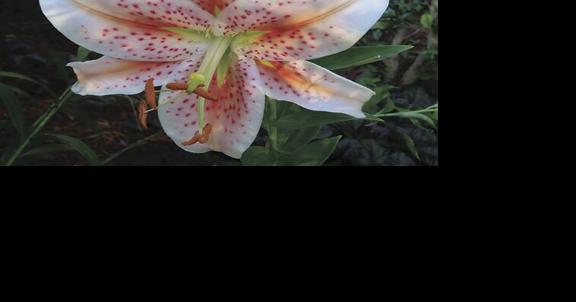 Sherry Blanton offers advice for getting through the summer months of gardening - Vimarsana News