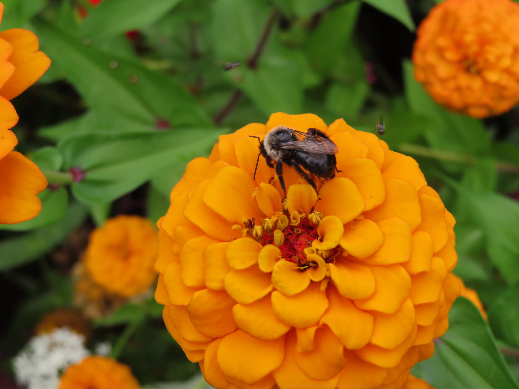 Tips For Cultivating A Bee-friendly Garden | Home & Garden ...