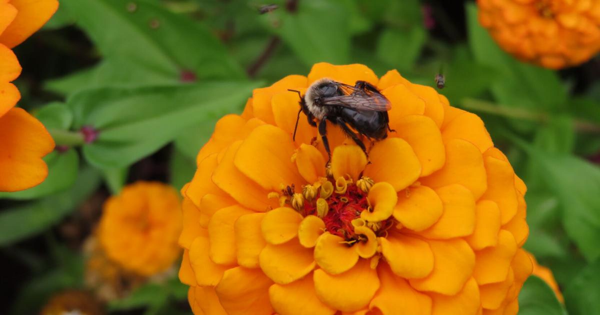 Tips for cultivating a bee-friendly garden
