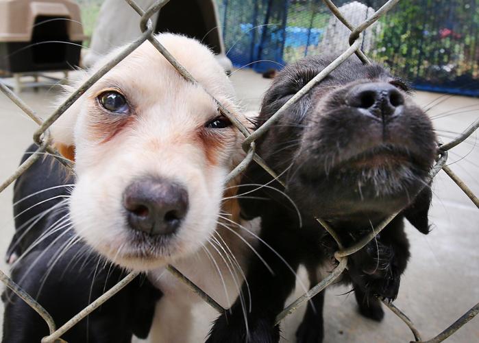 League For Animal Welfare Slideshows