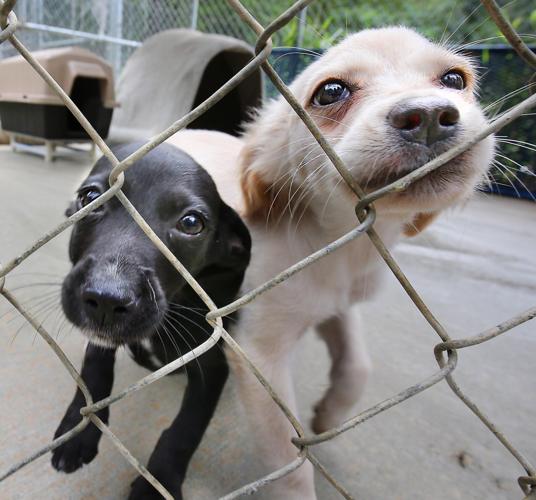 League For Animal Welfare Slideshows