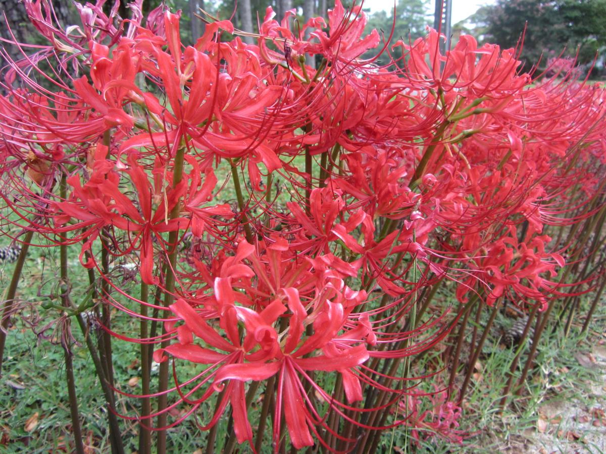 The Southern Gardener Perennials Can Keep A Garden Blooming Year Round Home Garden Annistonstar Com