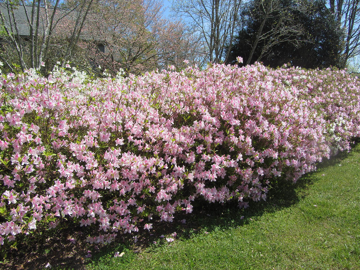 George tabor azaleas discount