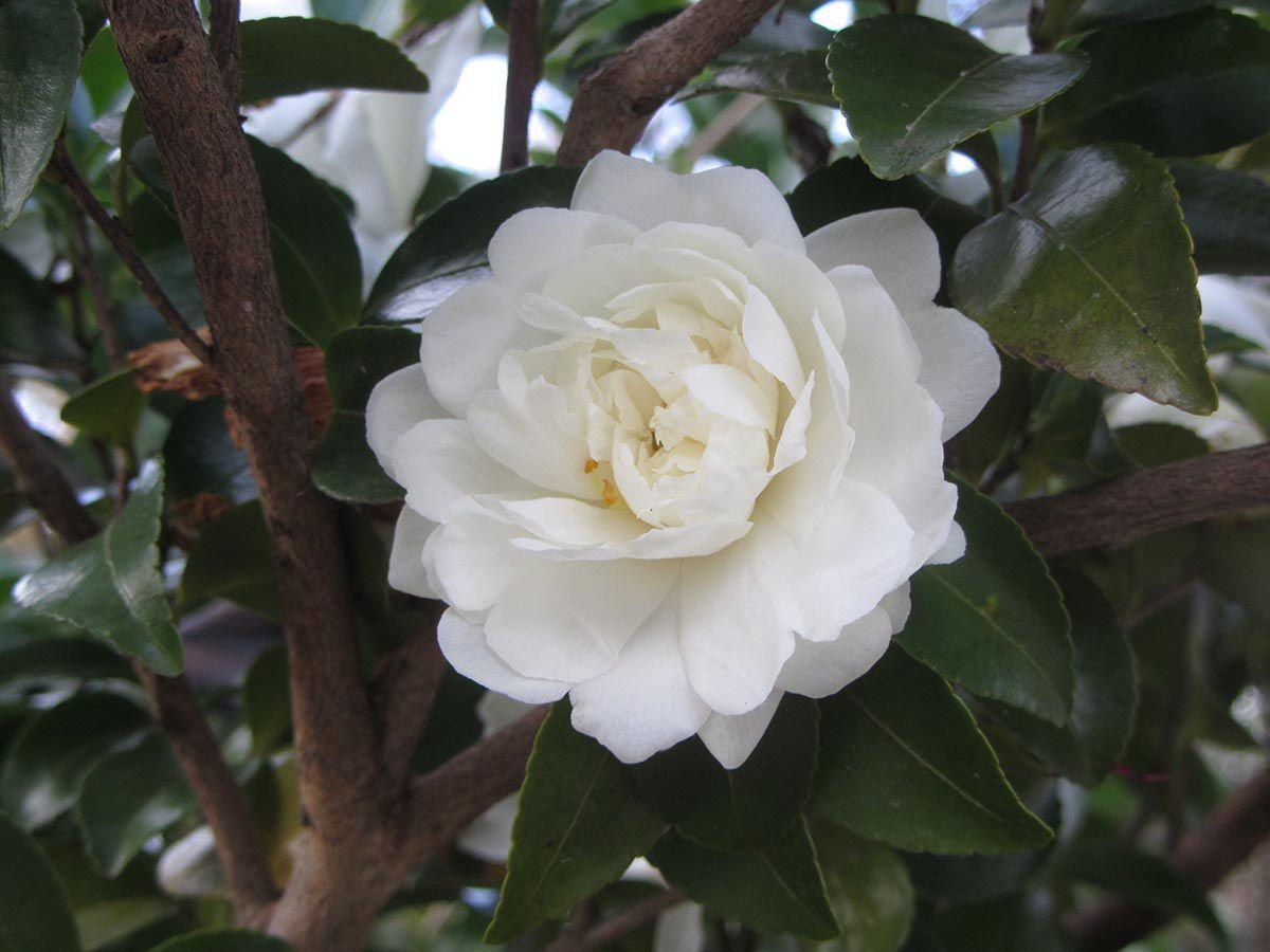 Captivating Camellias In Honor Of Alabama S Bicentennial An Ode