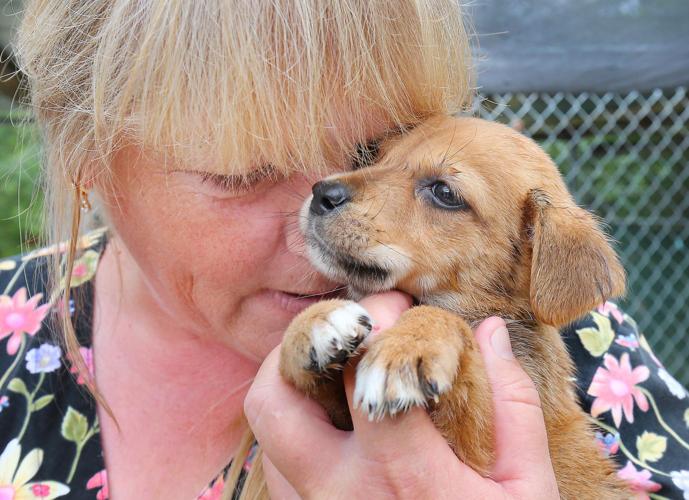 League For Animal Welfare Slideshows