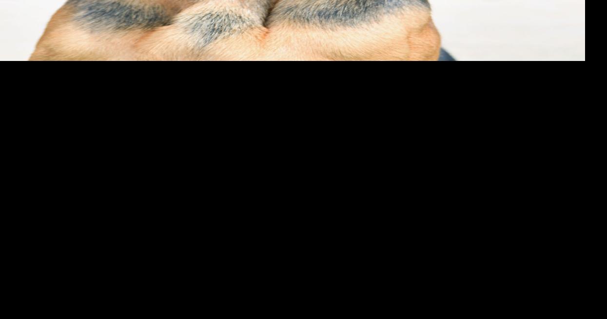 Missing toddler found safe thanks to Cleburne County K-9 Opie ...