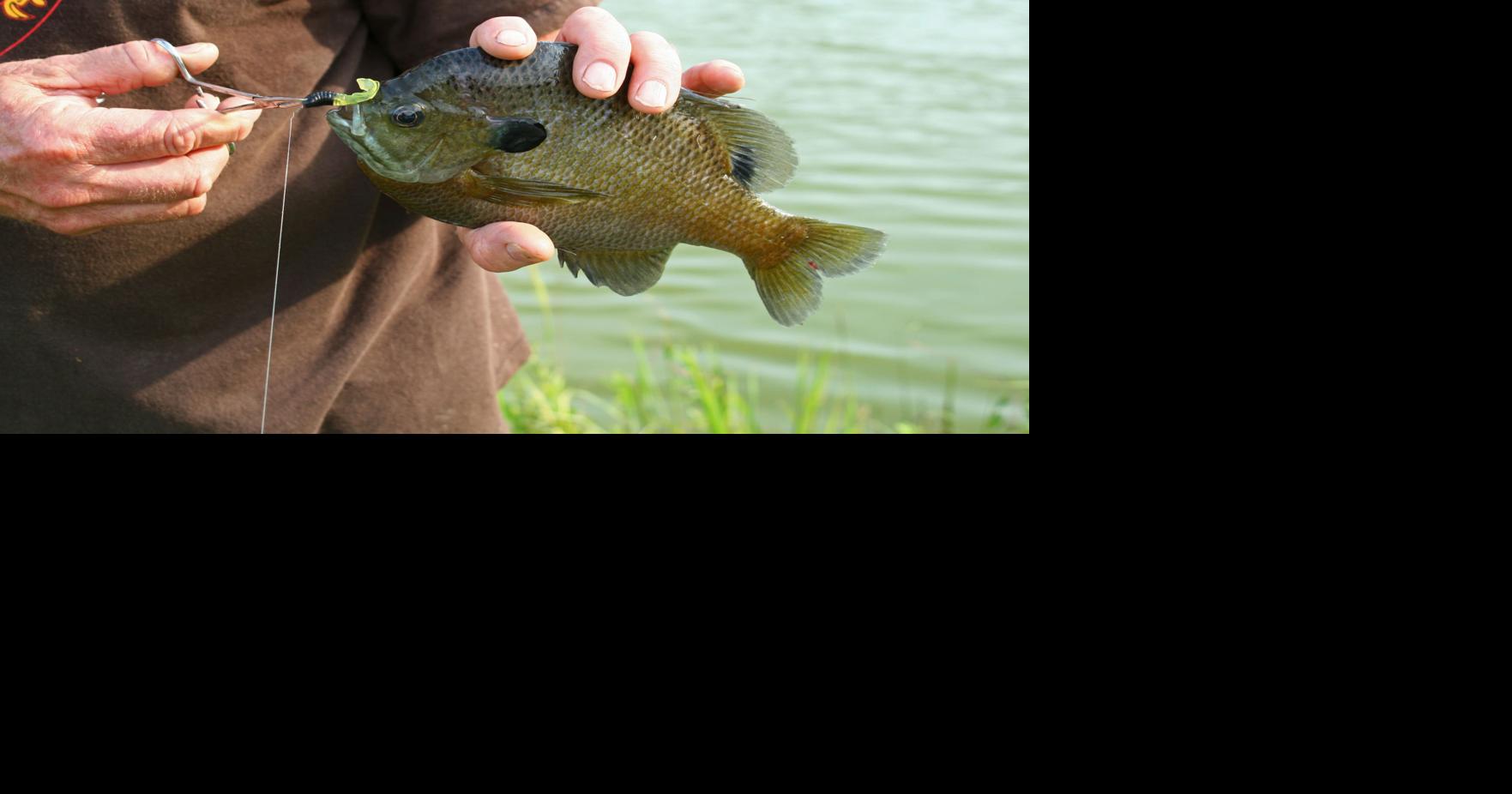 Outdoors: Anglers should give artificial bugs and flies a try for bream ...