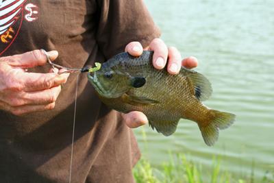 Outdoors: Anglers should give artificial bugs and flies a try for bream ...