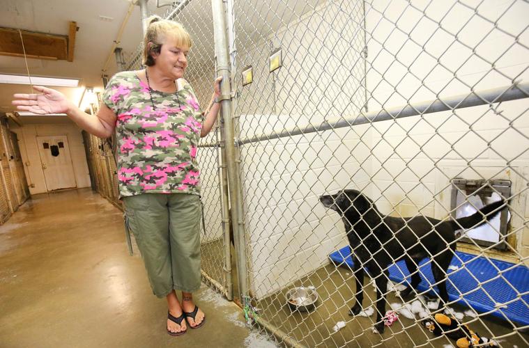 League For Animal Welfare Slideshows