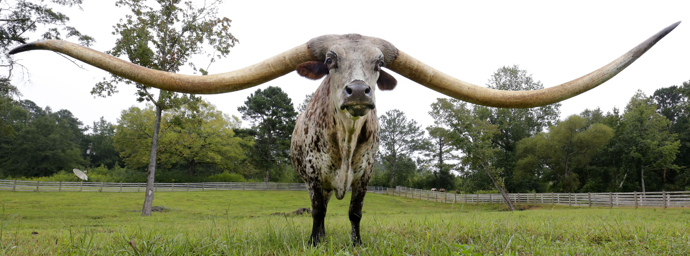 Clay County longhorn is a former world record-holder, expert
