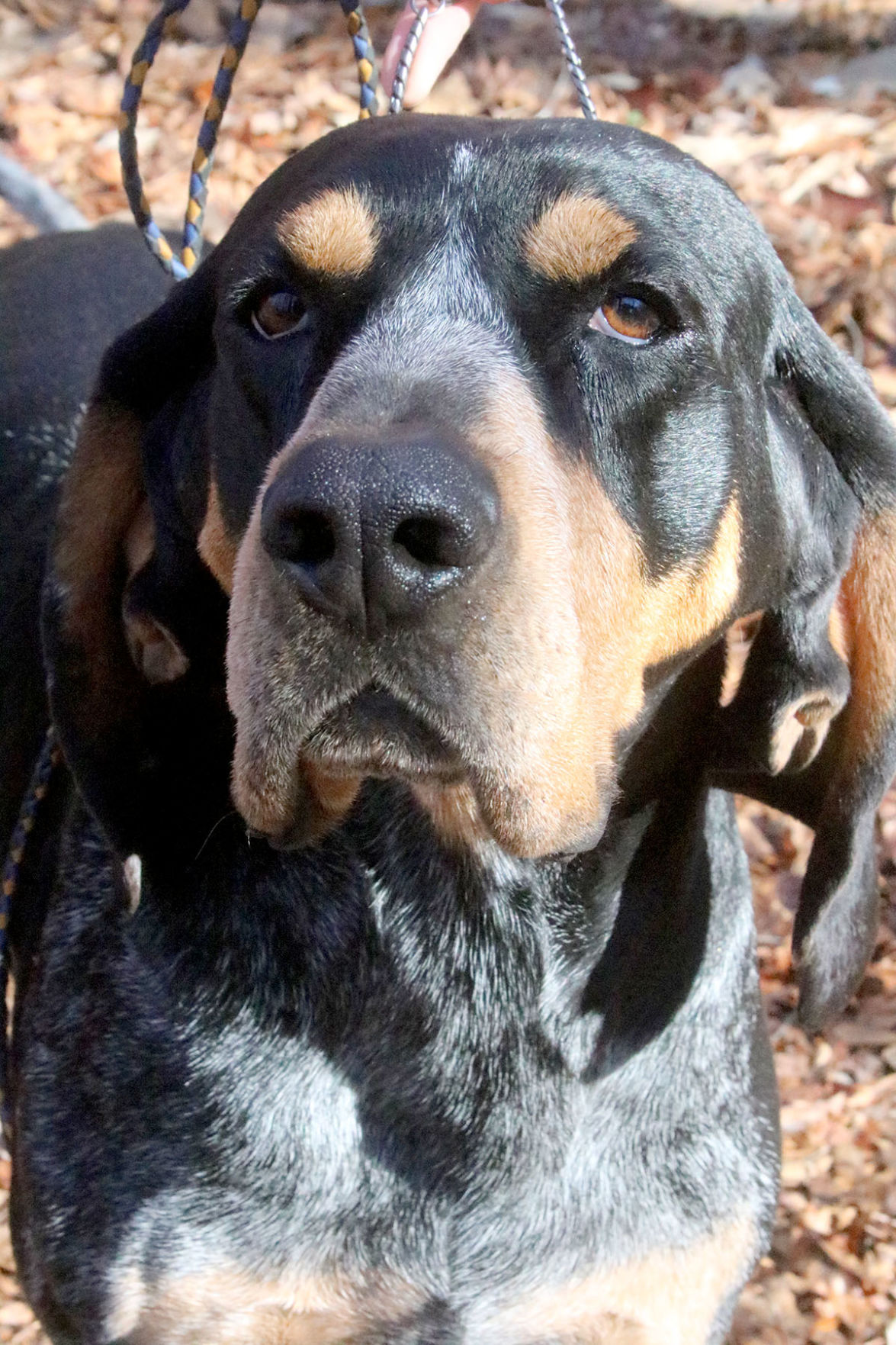 Noah A Bluetick Coonhound From Ragland Headed To Westminster Dog Show The St Clair Times Annistonstar Com,Lychee Fruit Images