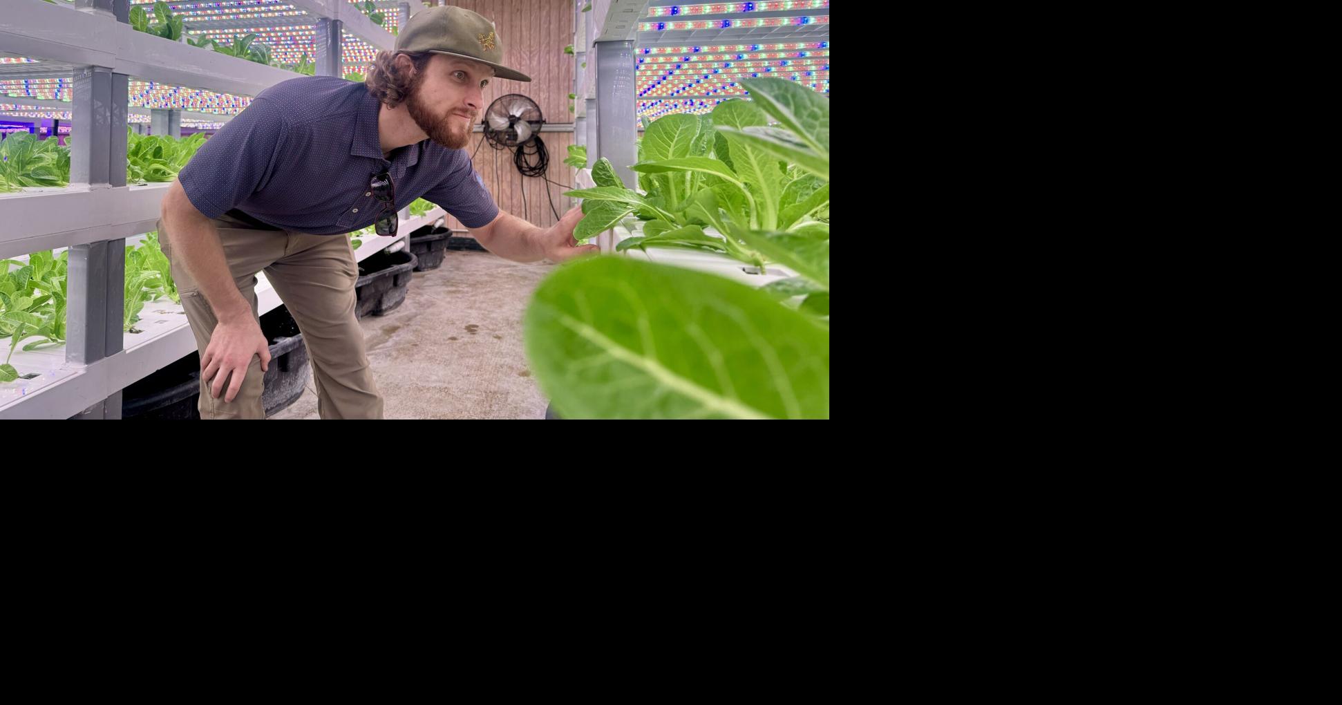Local lettuce grower sees surge in demand amid food concerns