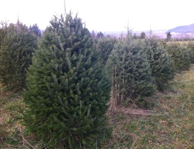 Christmas trees