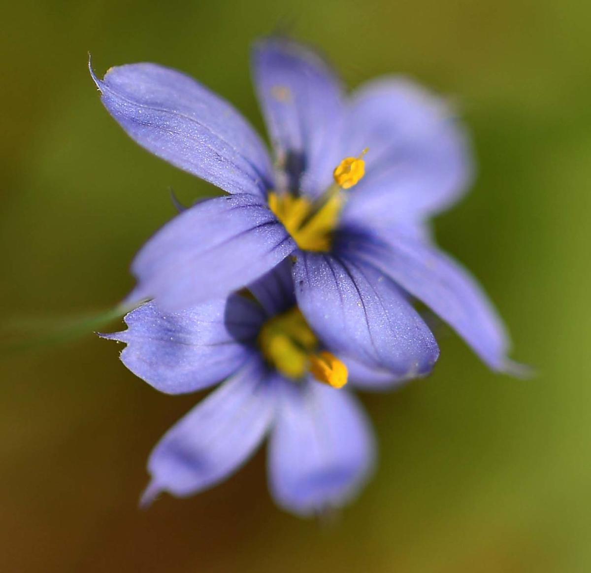 Northest Alabama Wildflowers Slideshows