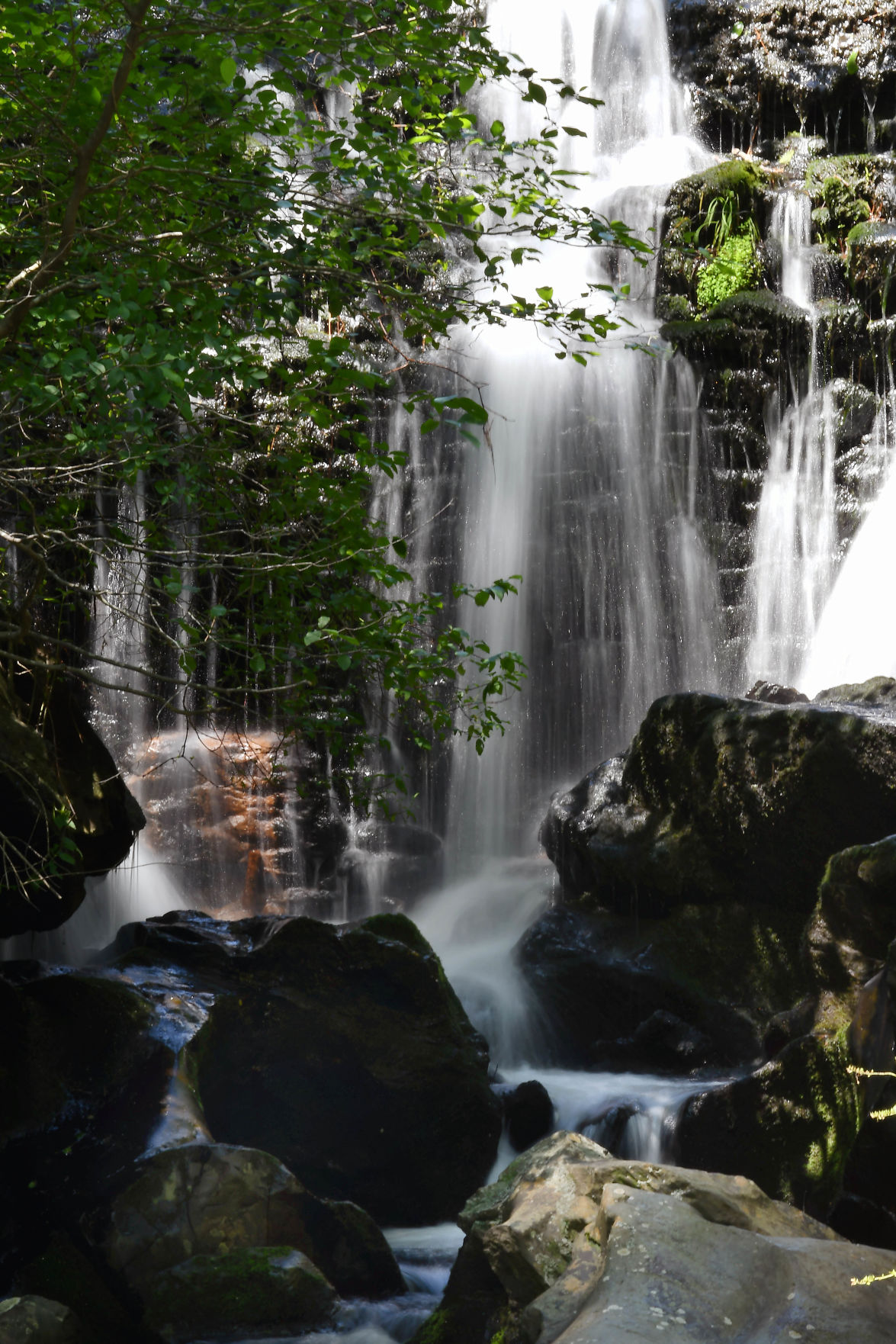Summer Scenes Along The Heflin Spur Trail In The Talladega National
