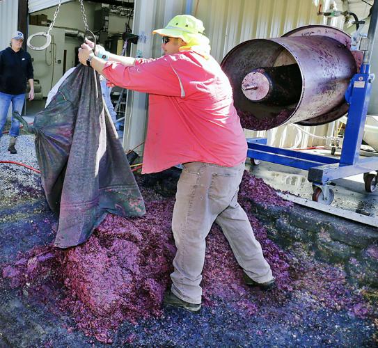 From the vine to the bottle, Fruithurst Winery Co. makes muscadine