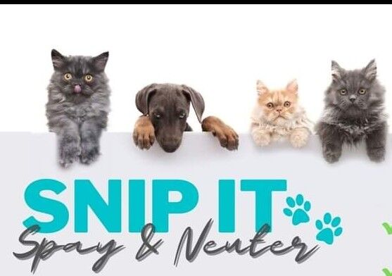 BiddingOwl - Spay Neuter Jackson County Alabama Auction