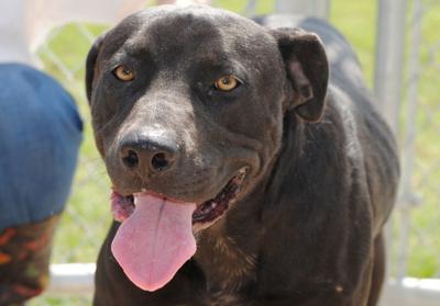 Anniston Animal Shelter: Karl