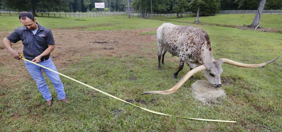 One Longhorn Is Putting an Eco-Friendly Spin on the Texas Cowboy