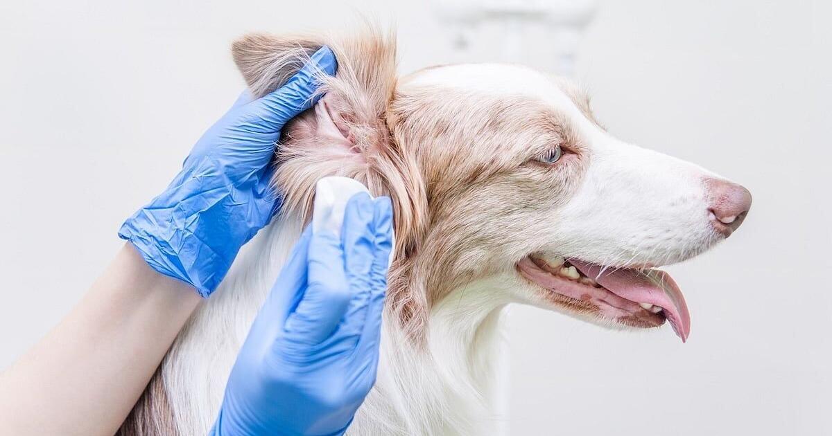 Un nuevo modelo analítico ayuda a los veterinarios a predecir los problemas de salud de los perros