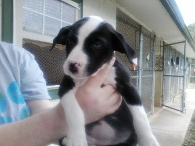 League for Animal Welfare: Puppies